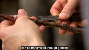 What is causing rapid apple decine?