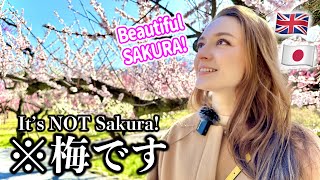 This Is NOT Sakura?! Blossom Viewing Tokyo Park Date VLOG | Japanese British Couple by ちゅーそんちゃんねるChuson Channel 28,743 views 2 months ago 12 minutes, 27 seconds
