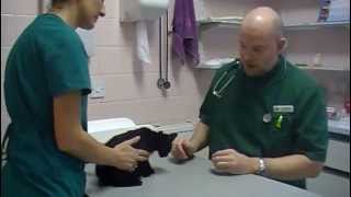 Kitten's First Vaccination at the Vet