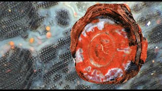 Everything about petrified wood. Part 1. Horsetail cones, agates and cell structures screenshot 4