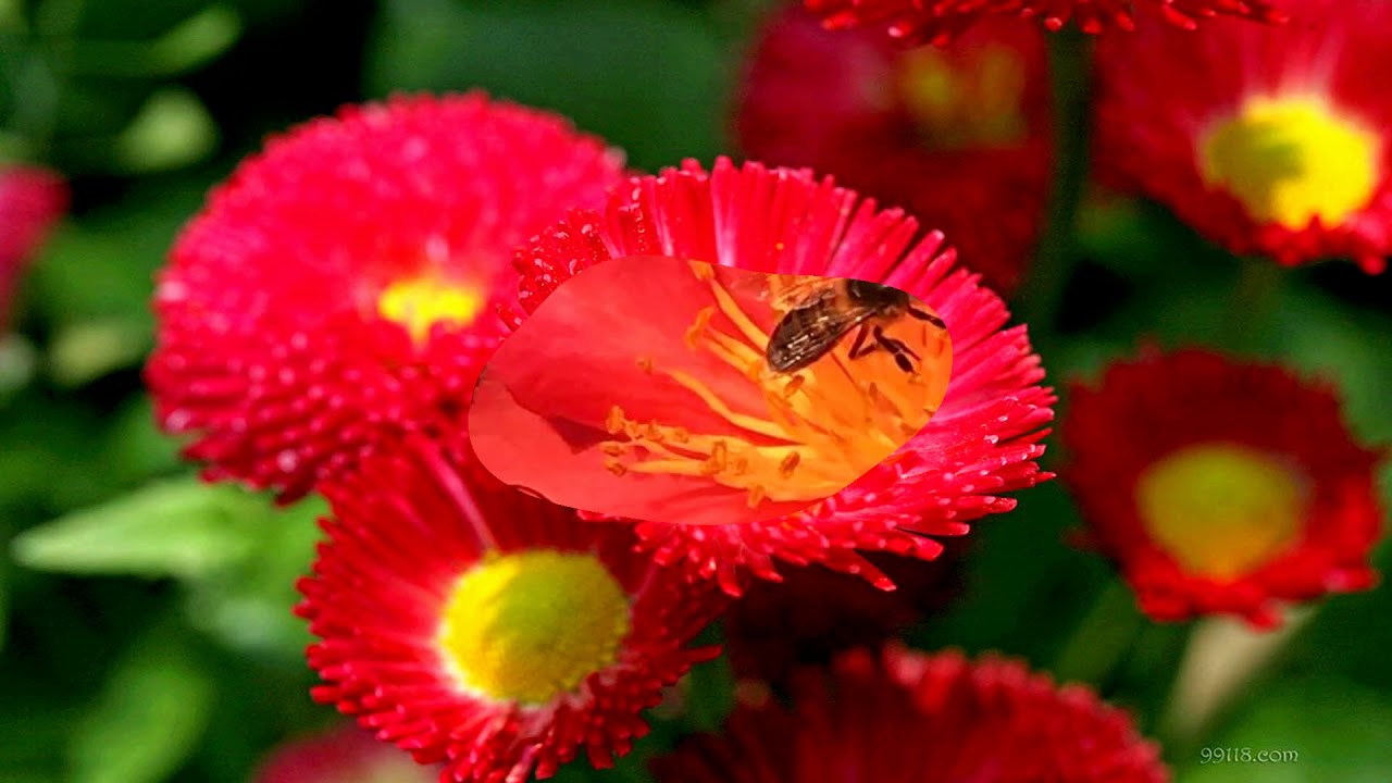 Beautiful red flowers only (HD1080p) YouTube