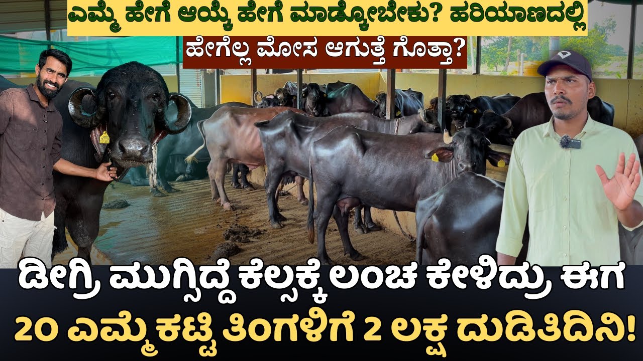 ಕೆಲ್ಸಕ್ಕೆ ಲಂಚ ಕೇಳಿದ್ರು ಈಗ 2೦ ಎಮ್ಮೆ ಕಟ್ಟಿ ತಿಂಗಳಿಗೆ 2 ಲಕ್ಷ ದುಡಿತಿದಿನಿ! BUFFALO DAIRY FARM TOUR EP 01