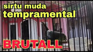 Sirtu muda gacor dan gaya brutal