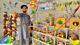 Budgies parrots breeding colony progress😘🥰 Pets vlog