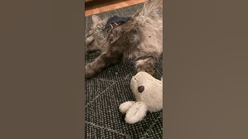 Majestic Maine Coon Cat | Wriggling in Catnip | #shorts