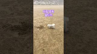 뽀와 태안 여행🏖️ 꼬맹이들이 파놓은 구멍에 굳이 마킹을? (사람이 아무도 없어서 잠시 리드줄 풀었어요) #마킹왕 #말티즈 #웃긴강아지 #귀여운강아지 #말티즈 #maltese
