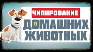 Чипирование домашних животных Чипирование домашних животных
