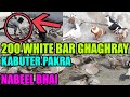 Nabeel banarsi car bazar challenge 200 white bar banarsi fighting pigeon loft catching birds pets