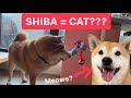 How i trained my shiba to be more like a cat