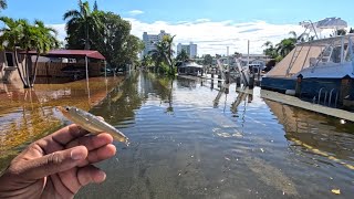 Fishing Florida’s King Tide Flooded Street Was Full of Fish!