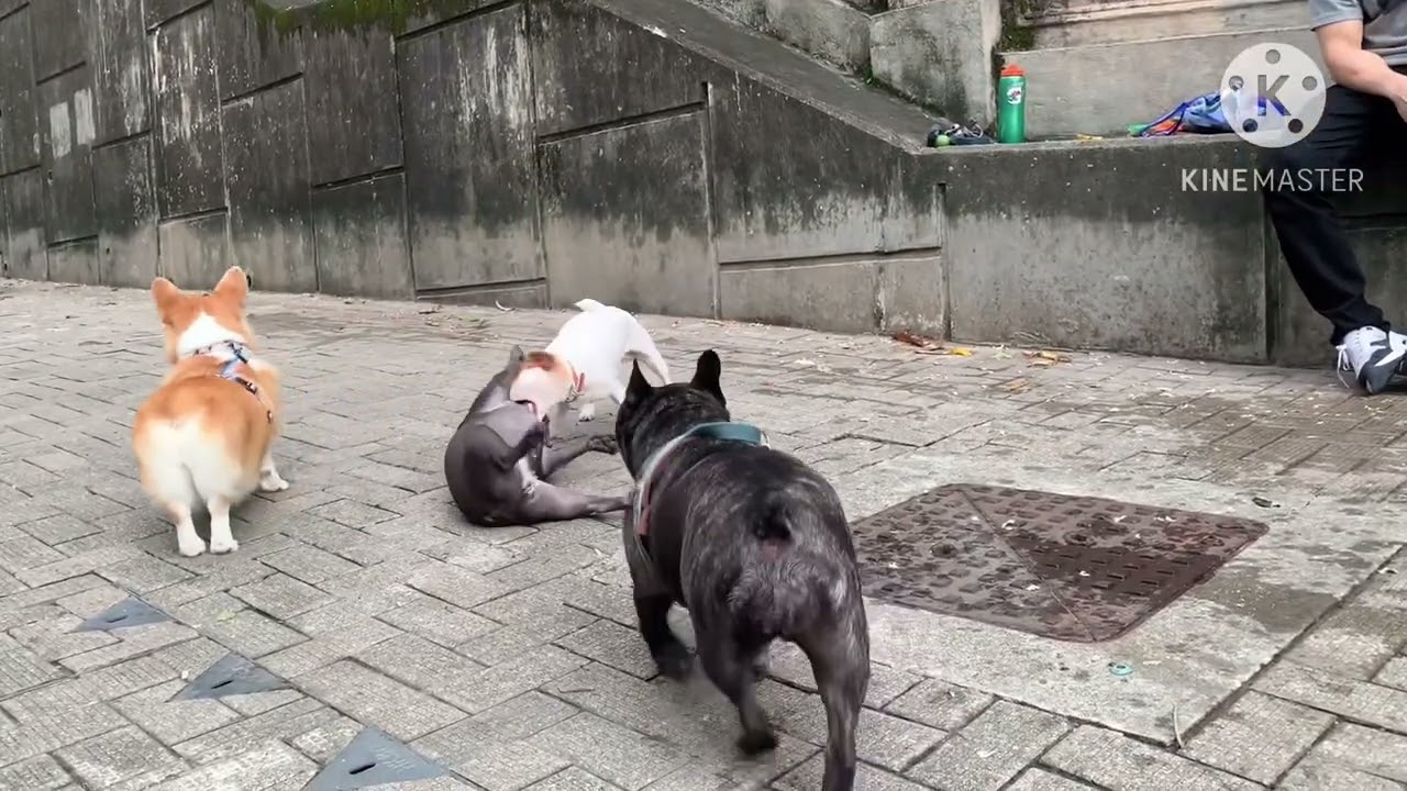 Different types of Dogs