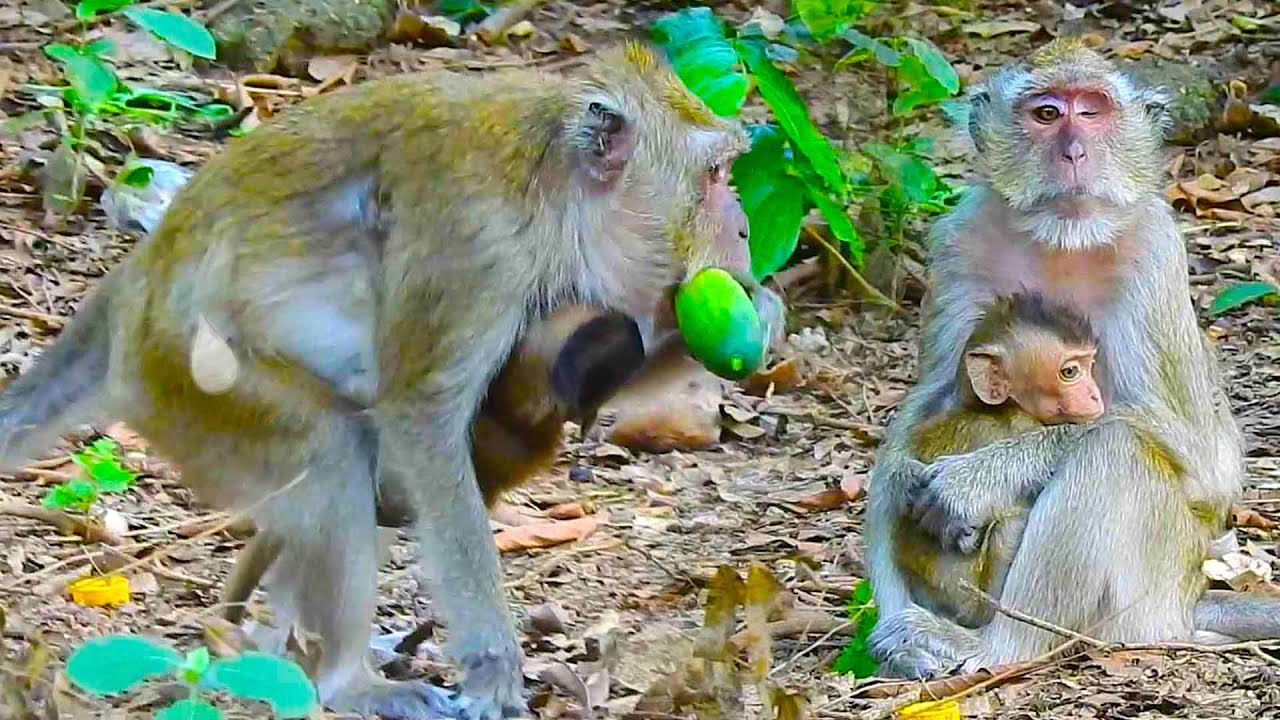 What The Pity Of Blind Baby Vigo's Life In Her Future And What Happen?