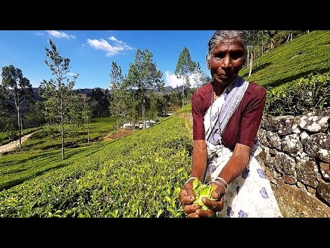 Video: Shri-Lankada Qaysi Sayyohlar Qoralandi