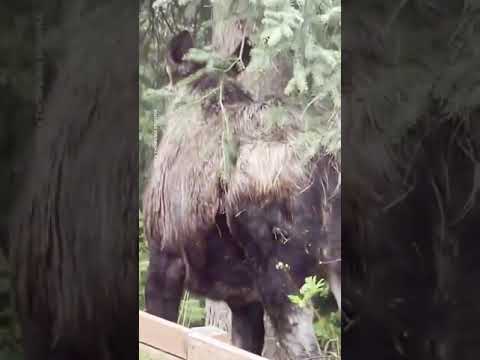 Baby moose on the loose!⁠ This energetic calf was having fun zooming across a backyard in Alaska.