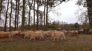 Feria Anual de Ganado Requejo /Campoo 2023-Desfile y exposición