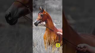 🐎 الحصان  …شعر عن الخيل