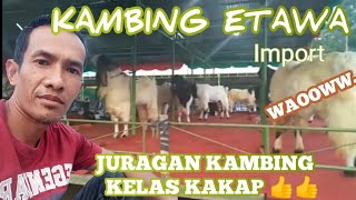 SUPER SPESIAL ETAWA GOAT || SUITABLE FOR QUR'BAN/AQIQAH by animkindo 2,310 views 2 years ago 2 minutes, 28 seconds