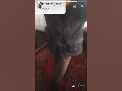 Вова -чума... - YouTube