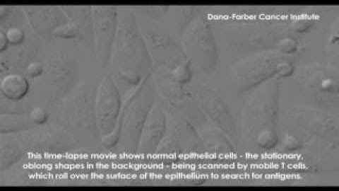 T Cells Scanning Cells for Disease