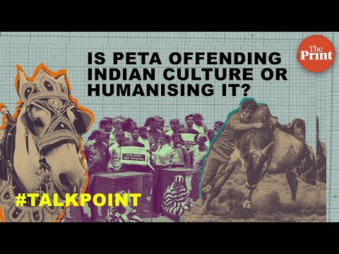 Jallikattu, Priyanka’s wedding horses: Is PETA offending Indian culture or humanising it?