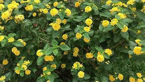 Làm sao để hoa ngũ sắc sai hoa và bền cây?