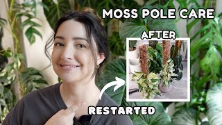 Moss Pole Maintenance Day 1 | 3 Plants  Pole Extensions & Redo's