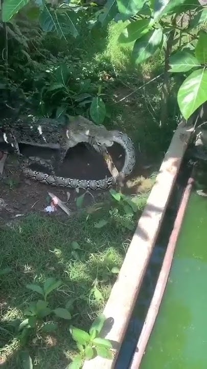 crocodile vs python - YouTube