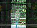 budgies #parrot #@crazybird74