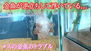 お迎えから日で体調不良に...。メスの金魚は難しい...。なんだかいつも金魚の調子が悪いと言う人はこの動画見てください