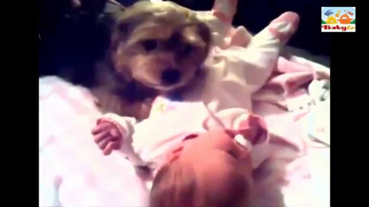I so cute! Dogs cradle a baby YouTube
