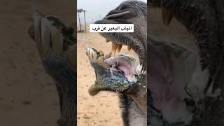 Camel's teeth close up