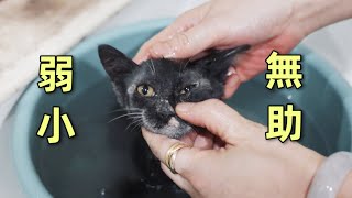 救了一隻全身裹滿機油的小浪貓，開始嚇得瑟瑟發抖，最後卻舒服到泡起澡來｜李喜猫