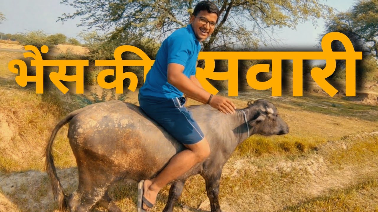भैंस की सवारी 🐃 [ Buffalo Ride 😅] - YouTube