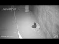 Here’s what happens when streetwise cats meet NYC rats | Science News Mp3 Song