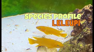 Species Profile - Neolamprologus Leleupi