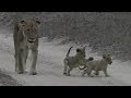 SafariLive- Lioness Purple Eye walking with two adorable cubs.