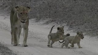 SafariLive- Lioness Purple Eye walking with two adorable cubs.