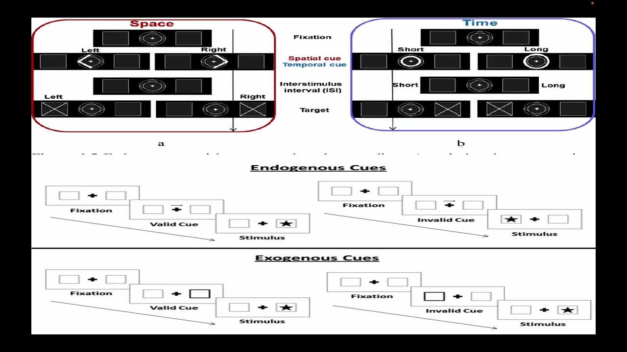 Spatial cueing paradigm and Same object advantage.
