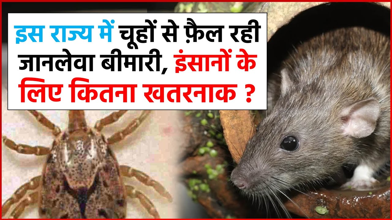 ⁣इस राज्य में चूहों से फ़ैल रही जानलेवा बीमारी, इंसानों के लिए कितना खतरनाक !