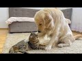 What does a golden retriever do when a cat ignores him so funny