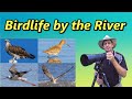 Birdlife by the River – Nikon Z6II