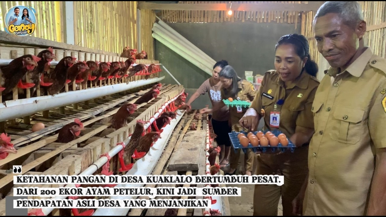Ketahanan Pangan Desa Kuaklalo Bertumbuh Pesat. 200 Ekor Ayam Petelur Jadi Sumber PAD Menjanjikan.