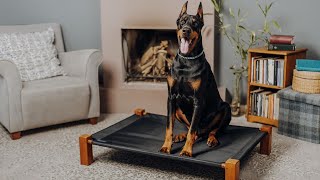 How to Bathe a Doberman Pinscher  Tips for Maintaining Your Dog's Coat Health