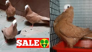 Yellow Mukhi Pigeons & Roshan Jungly kabootar Sale in Hyderabad Deccan