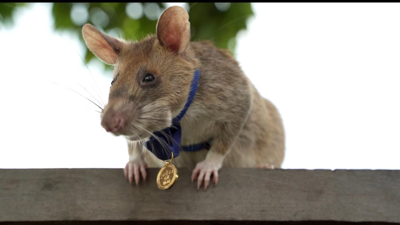 Hero Rat That Detected Over 100 Landmines in Cambodia Dies