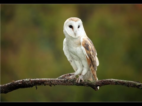 amazing-facts-about-barn-owls