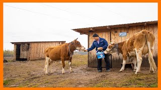 O zi Din Viața Unui Fermier, cum se mulge o vacă. Ferma de vaci Bălțata Românească