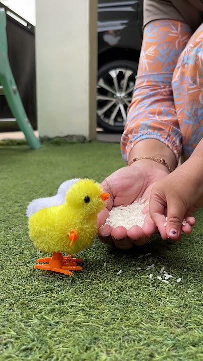 Ceritanya Lagi Ngasih Makan Anak Ayam #lucu #kocak #ngakak