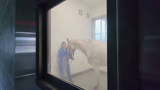 Dry Salt Therapy for Horses at the UF Veterinary Hospital at World Equestrian Center/Ocala