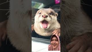 Bikin baper #otter #animals #berangberanglucu #cute